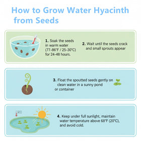 KCT GARDEN water hyacinth natural filtration supports pond balance