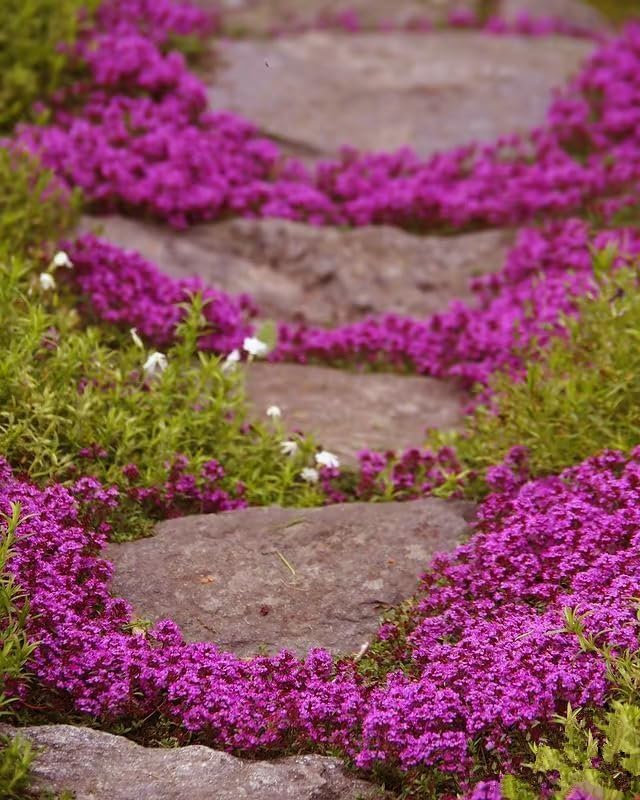 Pink blossoms emerge over time as a low ground cover.