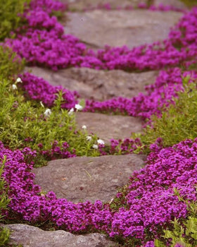 Pink blossoms emerge over time as a low ground cover.