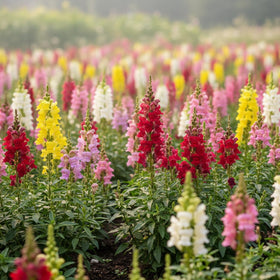 KCT GARDEN Pollinator-friendly Snapdragon flowers attract bees and butterflies.