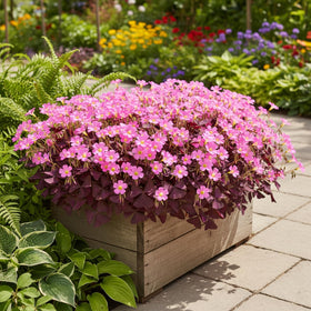 KCT GARDEN Purple Shamrock blooms add purple contrast in outdoor spaces.
