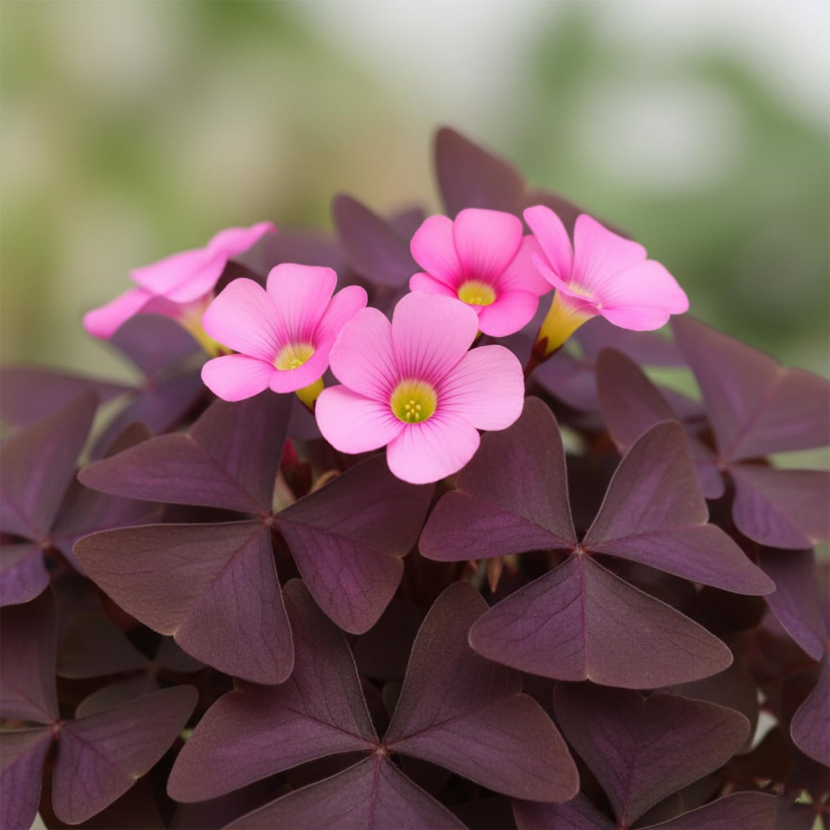 KCT GARDEN Dormancy resilience helps long lasting beauty.