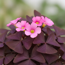KCT GARDEN Dormancy resilience helps long lasting beauty.