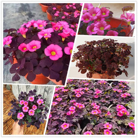 KCT GARDEN Easy-care bulbs suited for beginner gardeners.