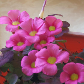 KCT GARDEN Gift-ready shamrock bulbs for celebrations.