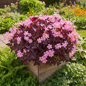 KCT GARDEN Outdoor border plant with year round color potential.