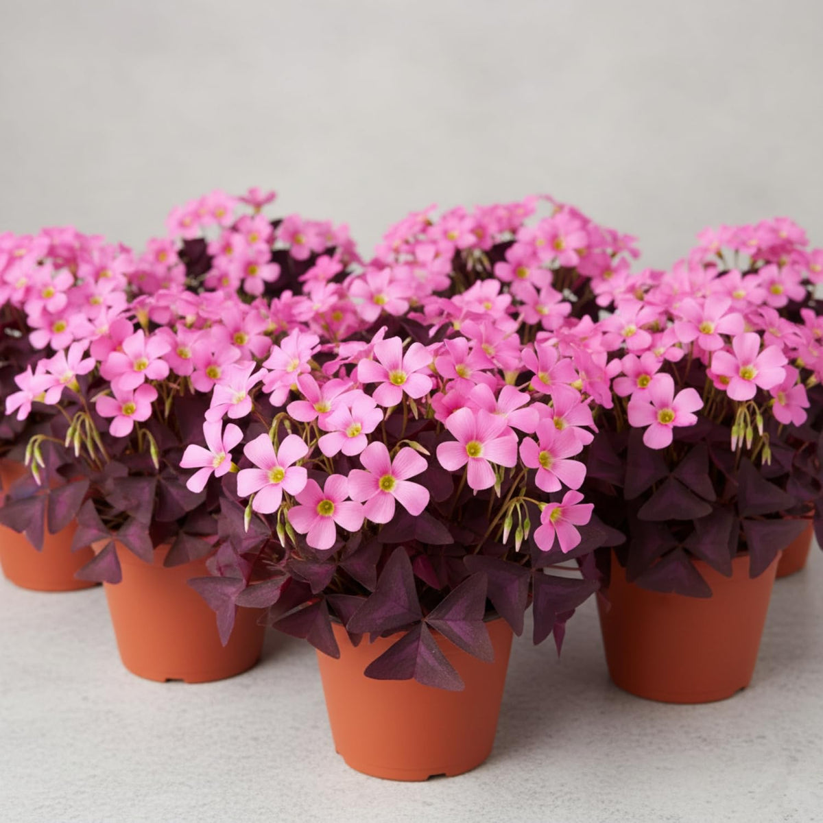 KCT GARDEN Partial shade placement for versatile decor.