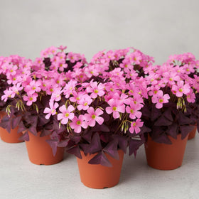 KCT GARDEN Partial shade placement for versatile decor.