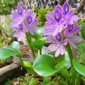 KCT GARDEN hyacinths provide shade for koi and aquatic life