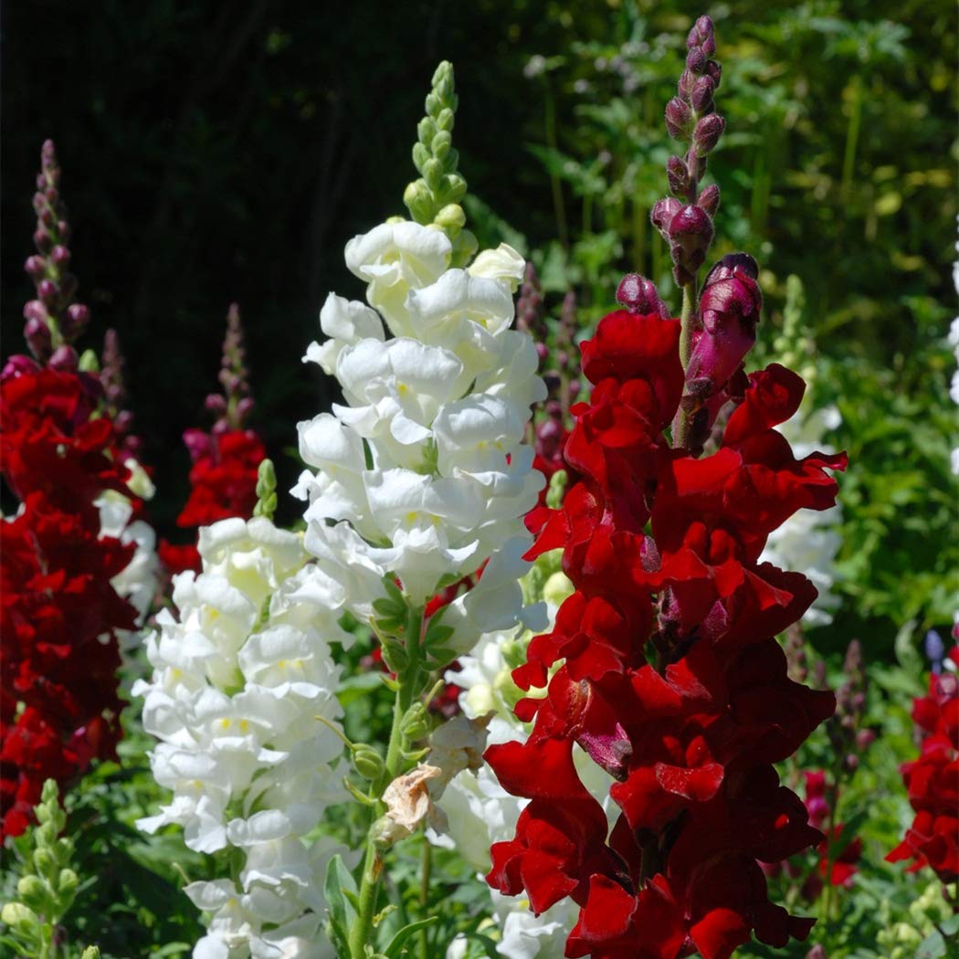 KCT GARDEN Colorful mix adds vertical interest to beds.