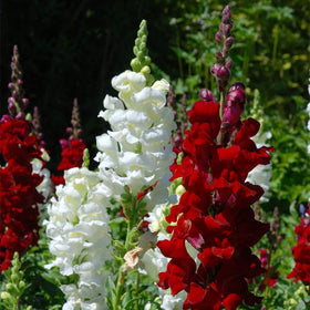 KCT GARDEN Colorful mix adds vertical interest to beds.