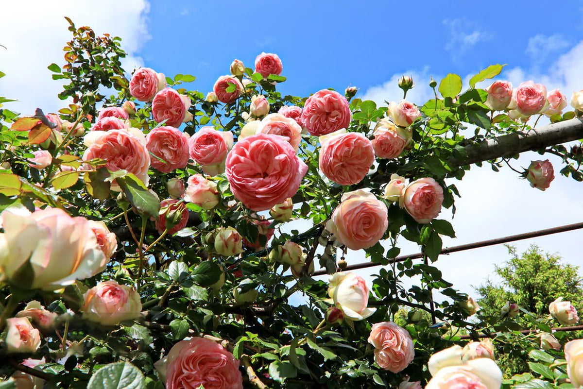 KCT GARDEN sunlit garden arch with roses creates a romantic focal point