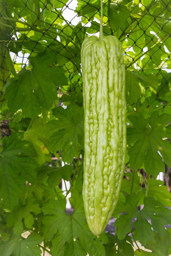Bitter melon dishes like stir fries and soups using KCT GARDEN seeds