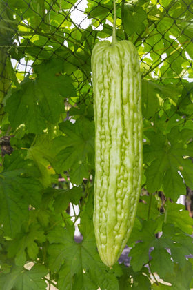 Bitter melon dishes like stir fries and soups using KCT GARDEN seeds