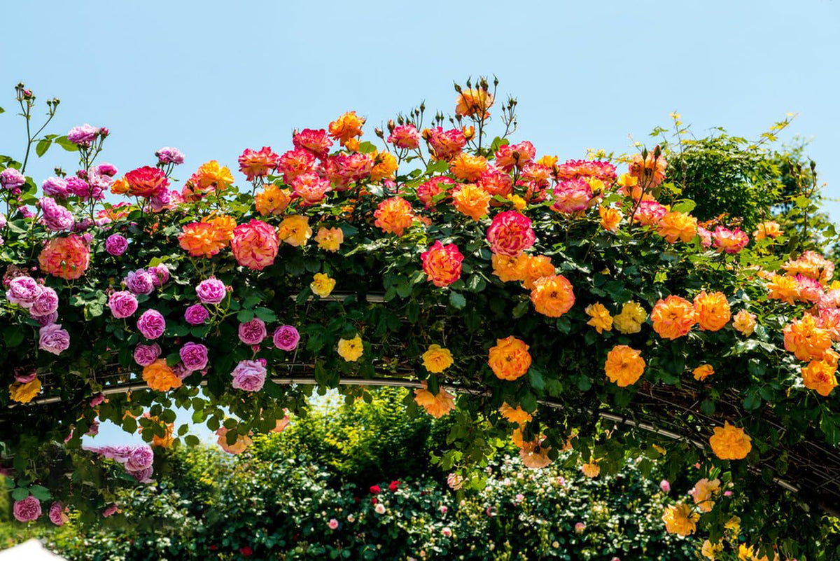 KCT GARDEN vibrant color mix roses add lasting curb appeal to any garden