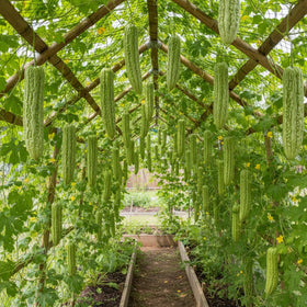 Warm region planting guide for KCT GARDEN seeds in sunny climate