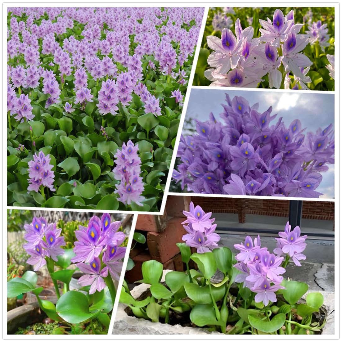 KCT GARDEN water hyacinth seeds pack ready to germinate for natural filtration