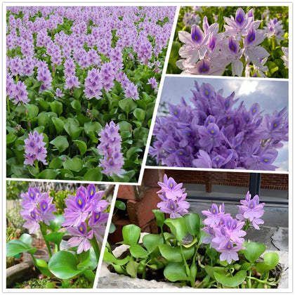 KCT GARDEN water hyacinth seeds pack ready to germinate for natural filtration