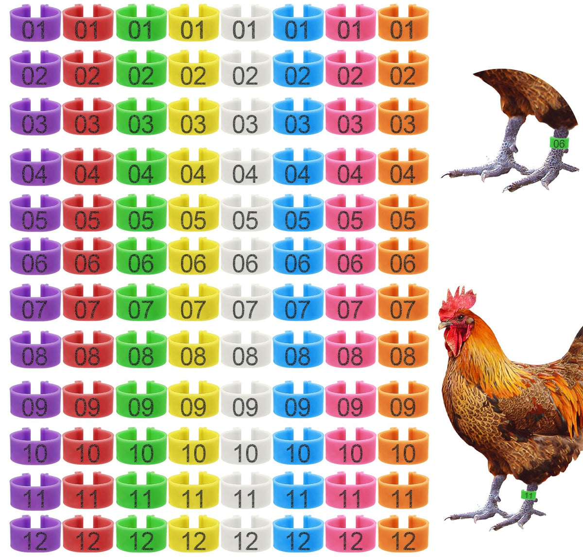 Keedolla 8-color chicken leg rings in package for easy flock tagging.