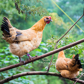 Keedolla versatile poultry tags for chickens, ducks, geese, and more.