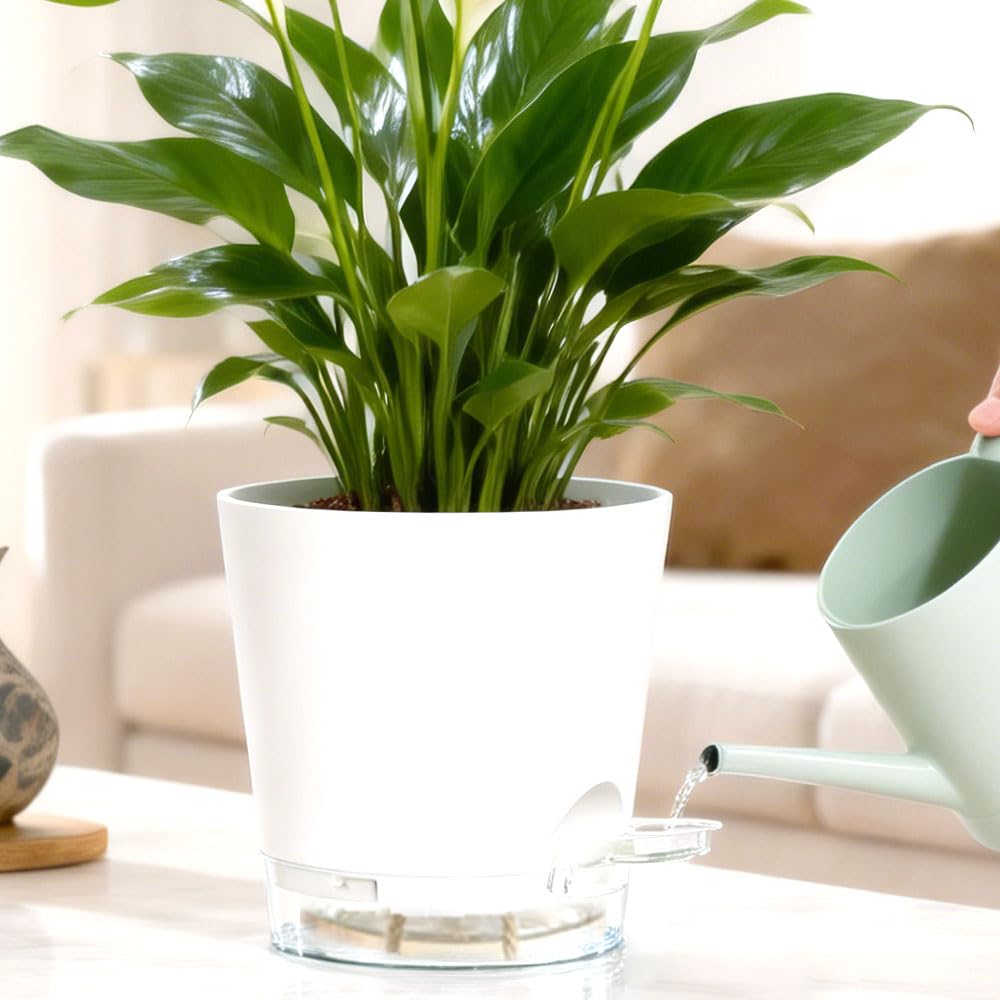 Keetumood pack-of-6 self-watering pots ready to expand your plant collection