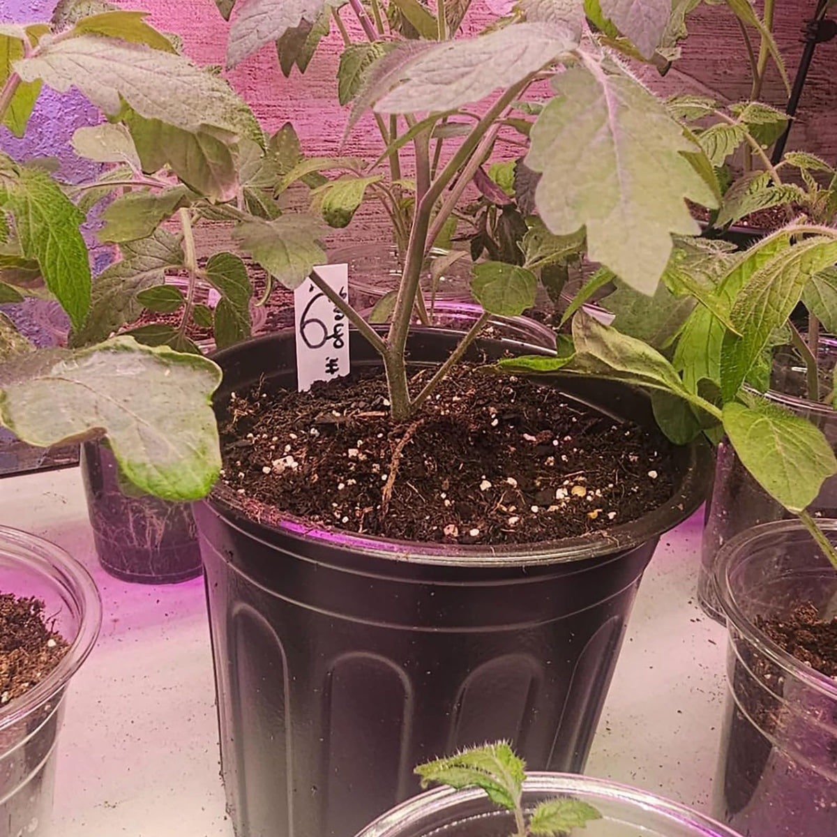 KEILEOHO black 1-gallon nursery pot close-up showing durable plastic.