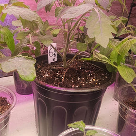 KEILEOHO black 1-gallon nursery pot close-up showing durable plastic.