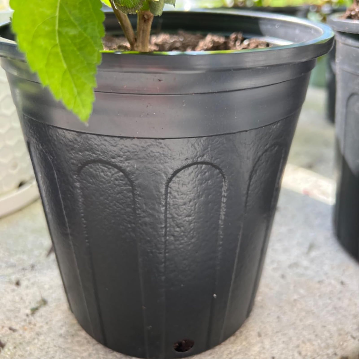 KEILEOHO seedling-ready 1-gallon pot ideal for transplanting vegetables and flowers.