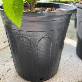 KEILEOHO seedling-ready 1-gallon pot ideal for transplanting vegetables and flowers.
