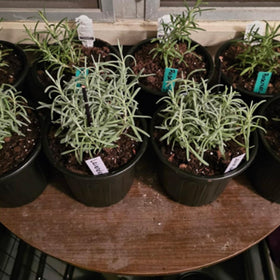 KEILEOHO versatile pot for vegetables, flowers, and succulents in home gardens.