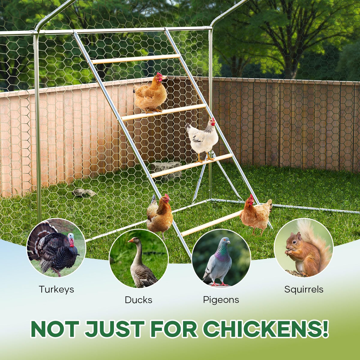 Kejector chicken toys and roosts create a playful, active coop