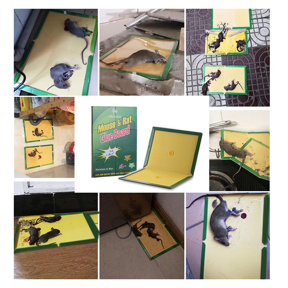 Kensizer glue trap in office or restaurant setting highlighting versatile placement.