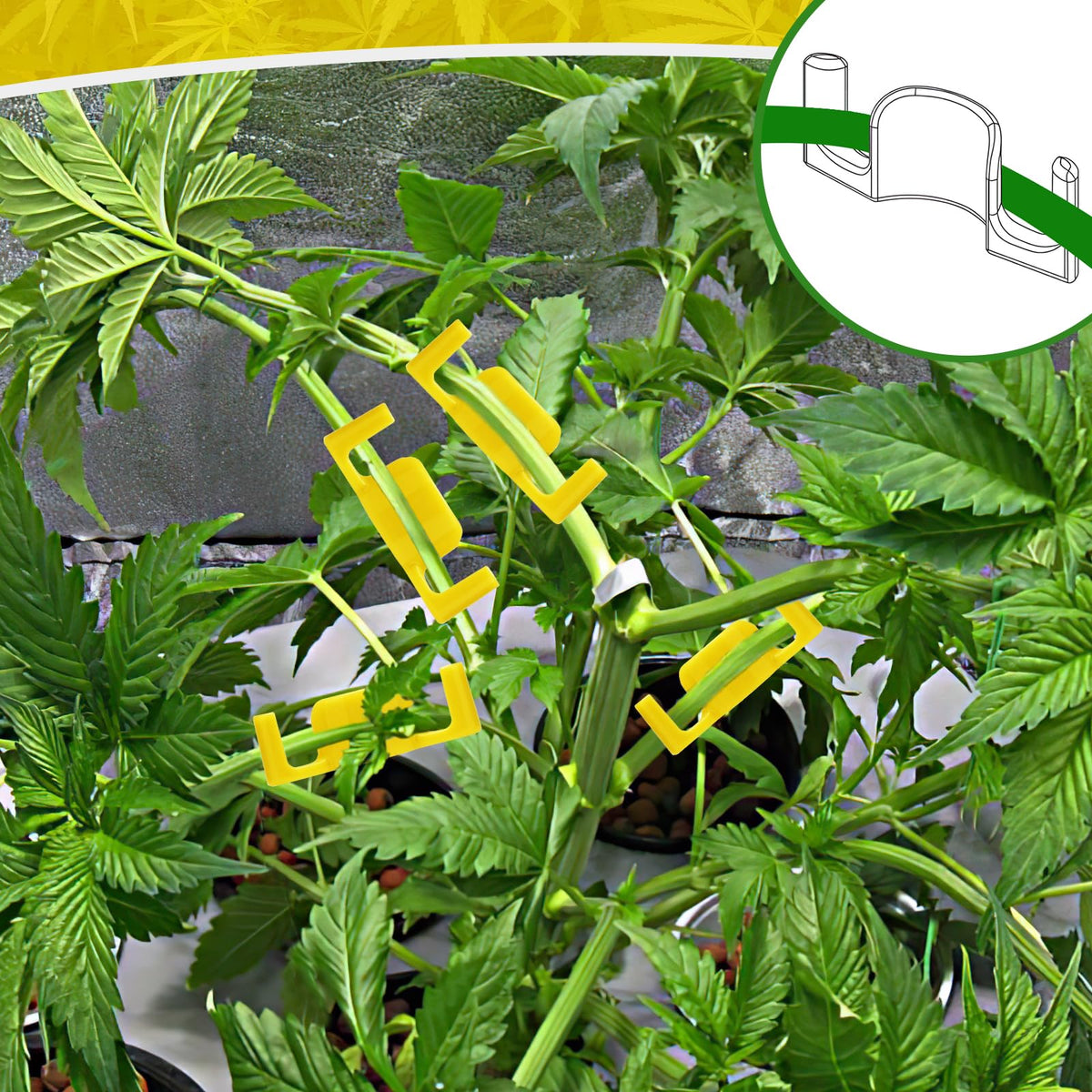 Wide canopy with Keymarx clips promoting balanced growth and light distribution.