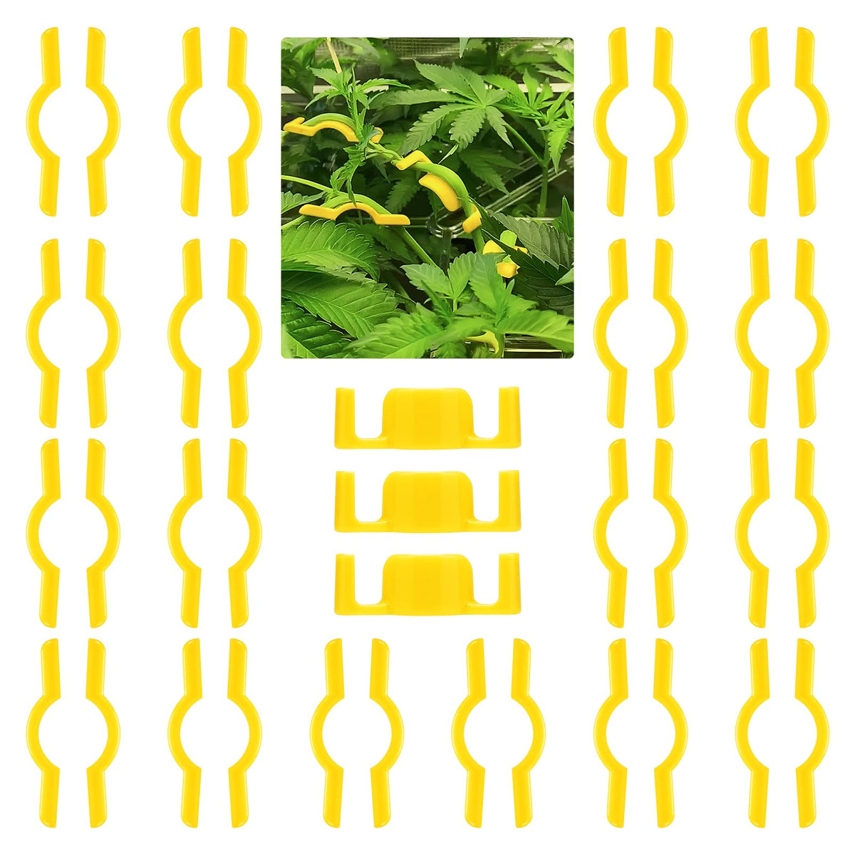 Keymarx LST clips securing delicate branches across all growth stages.