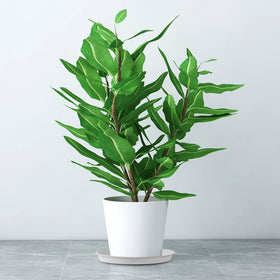 Kichwit indoor-outdoor use saucer blends with decor