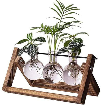 Kingbuy propagation station with three glass bulb vases showing root growth for hydroponics