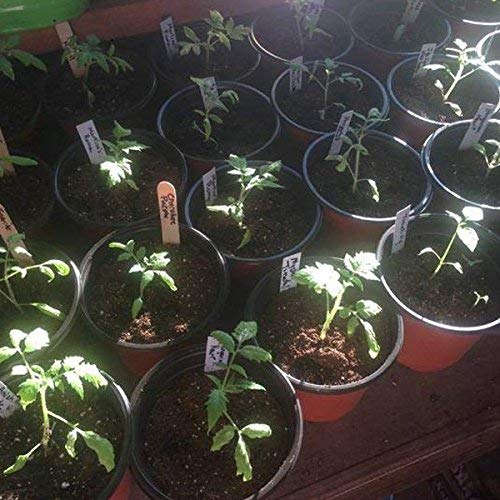 Kinglake 100-count pot pack ready for bulk planting and seedling care