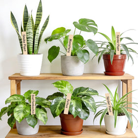 KINGLAKE 50-pack plant labels with marker for quick garden labeling.