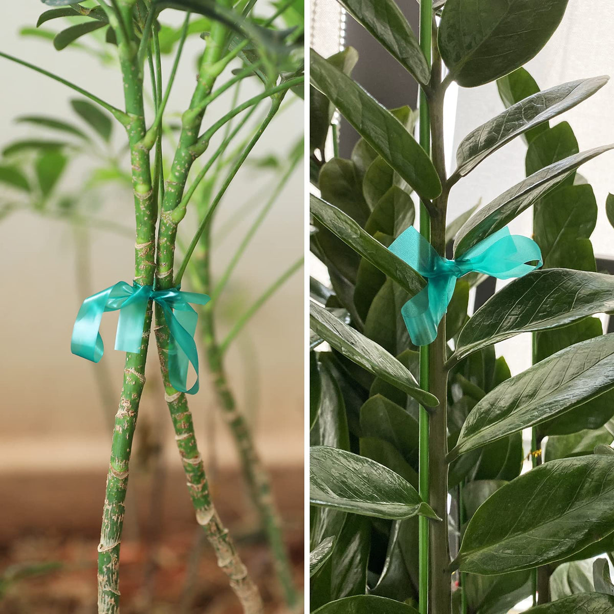 Kinglake Garden plant-support-tie soft vinyl anchors climbing plants gently.