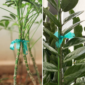 Kinglake Garden plant-support-tie soft vinyl anchors climbing plants gently.