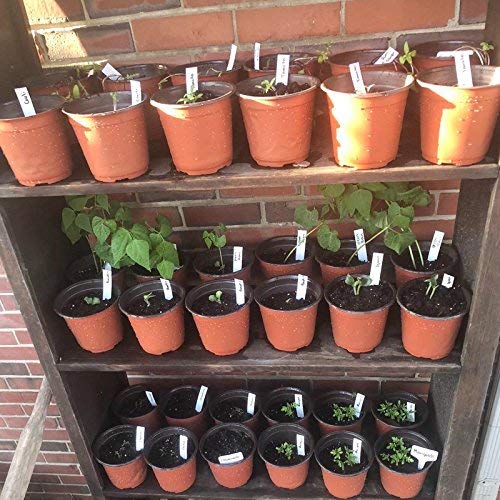 Kinglake lightweight reusable plastic nursery pots for versatile indoor and outdoor use