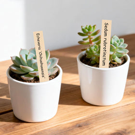 KINGLAKE vegetable garden name stakes help organize seedlings at a glance.