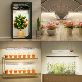 KINGPLUS KingLED KP1500 home-tent setup supports seedlings to fruiting.