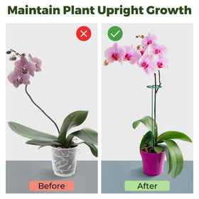 Top ring diameter 2.4 inches keeps stems supported without crowding.