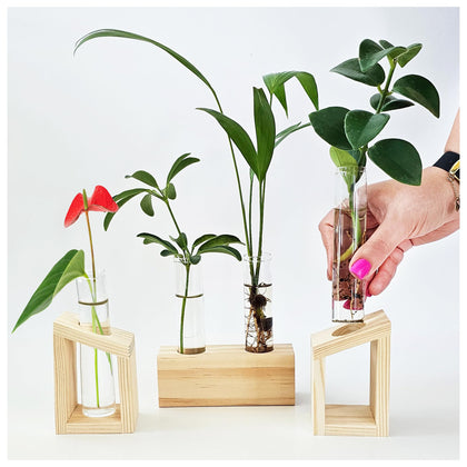 Kinroxy propagation station with wooden stand showcasing elegant plant cuttings at home