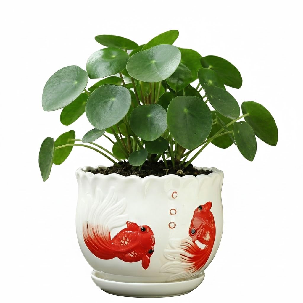 KinzhaoAuroia ceramic planter with scalloped edge for elegant indoor decor.