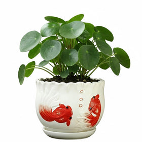 KinzhaoAuroia ceramic planter with scalloped edge for elegant indoor decor.