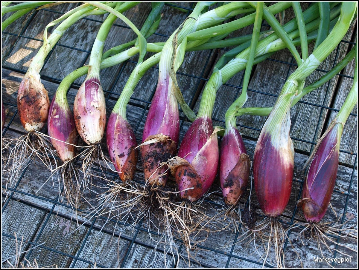 KIRA SEEDS culinary use shot shows shallots in a pan for sauces.