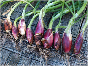 KIRA SEEDS culinary use shot shows shallots in a pan for sauces.