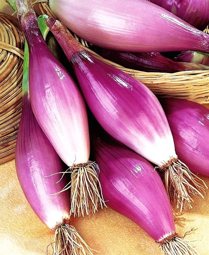 KIRA SEEDS quality seeds close-up emphasizes healthy stock for robust yields.